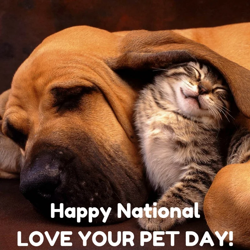 International love deals your pet day